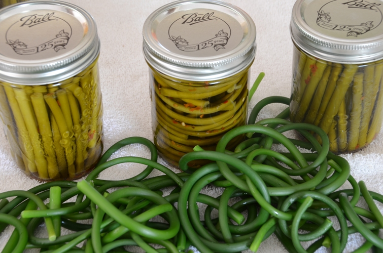 Pickled Garlic Scapes and Blanched Scapes
